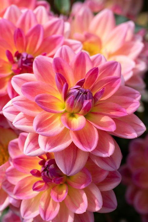 Dahlia Pacific View | Dahlia Tubers | DutchGrown™ Daliah Flower, Container Planting, Yellow Petals, Dahlia Tubers, Growing Dahlias, Christmas Scenery, Nothing But Flowers, Beautiful Flowers Garden, Dahlia Flower