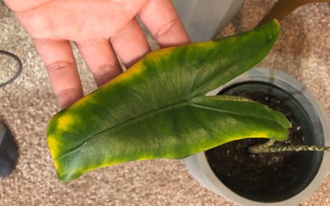 Alocasia Zebrina Care, Zebrina Alocasia, Alocasia Reginae, Zebra Plant Care, Alocasia Zebrina, Leaf Health, Rainforest Plants, Alocasia Plant, Zebra Plant