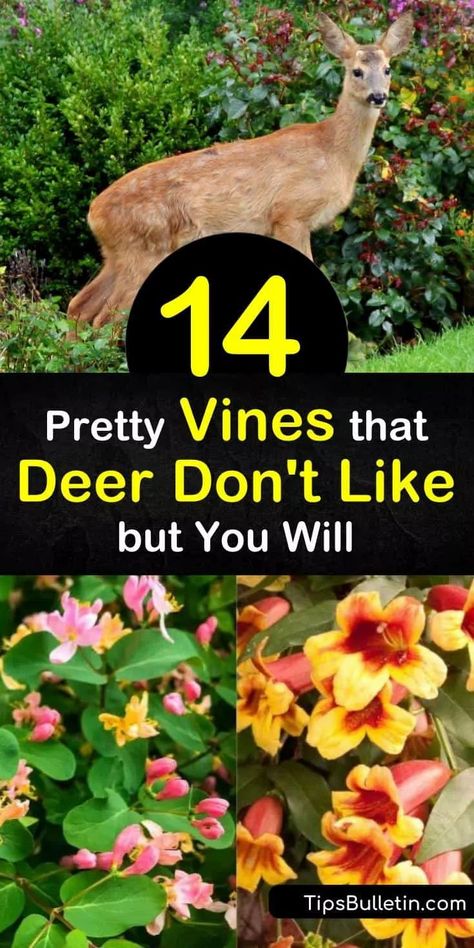 Deter unwanted wildlife with deer resistant plants like wisteria, honeysuckle, and clematis, while attracting important pollinators like hummingbirds. These flowering vines offer blooms of blue, pink, and white flowers without enticing deer that snack on plants. #deer #resistant #vines Deer Resistant Shrubs Sun, Deer Resistant Flower Beds, Deer Resistant Landscaping Perennials, Deer Resistant Annual Flowers, Deer Resistant Landscaping Ideas, Full Sun Deer Resistant Perennials, Deer Resistant Garden Plans, Deer Repellant Plants, Deer Resistant Shade Plants