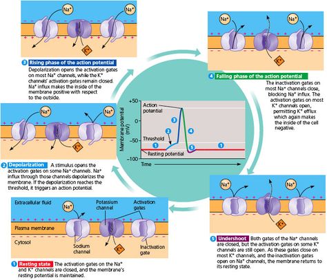 Action Potentials – Notes on Medicine/Surgery Neuron Action Potential, Action Potential Physiology, Cardiac Action Potential, Action Potential Notes, Action Potential Nervous System, Nervous System Physiology, Action Potential, Sistem Saraf, Mcat Study