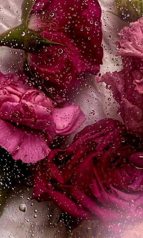 Frosted Flowers Wallpaper, Wet Flowers Wallpaper, 3d Flower Wallpaper, Leaves Wallpaper Iphone, Frosted Flowers, Wet Flowers, Pink Glitter Wallpaper, Japanese Wallpaper Iphone, Wallpaper Estetika