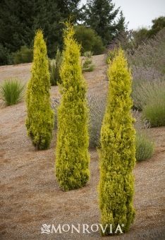 Golden Cypress, Pencil Pine, Agapanthus Plant, Conifers Garden, Italian Cypress, Cupressus Sempervirens, Plant Catalogs, Patio Planters, Gold Tree