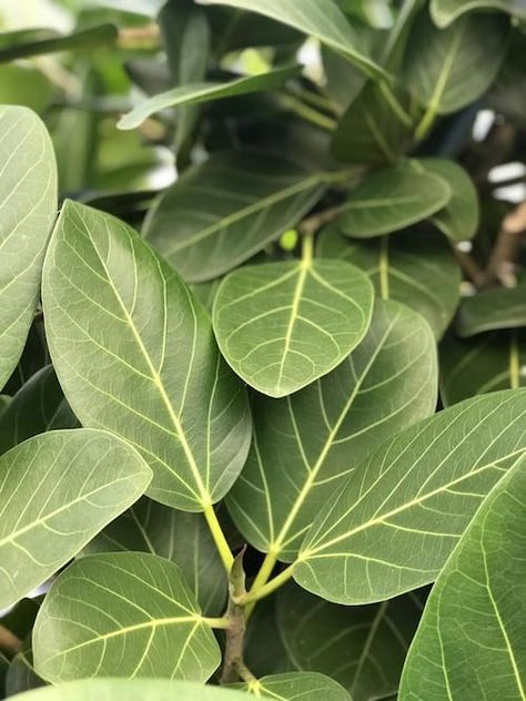 Wholesale Foliage Plant | Tropical Foliage Plants for Sale Great Indoor Plants, Ficus Benghalensis, Ficus Audrey, Easy Care Houseplants, Cool Signatures, Ficus Tree, Ficus Elastica, Indoor Trees, Tropical Foliage