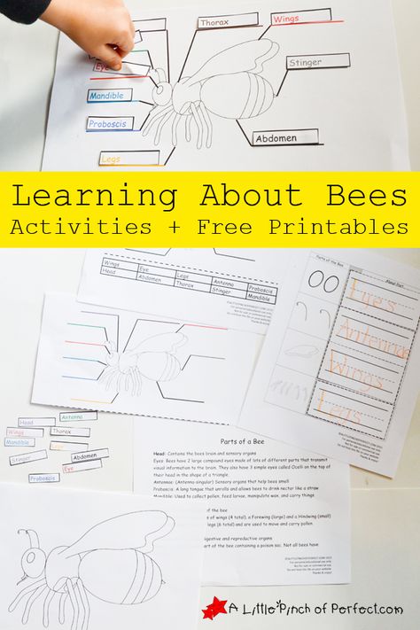 Learning About Bees Activities and Free Printable | A Little Pinch of Perfect Bees Activities, Learning About Bees, Bee Anatomy, Insect Unit Study, Bee Coloring, Color Activity, Labeling Activities, Insect Activities, Bee Activities