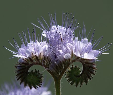 Phacelia tanacetifolia by arjuna_zbycho Unusual Plants, Unusual Flowers, Flower Spike, Cactus Y Suculentas, Wildflower Seeds, Unique Flowers, Growing Flowers, Ranunculus, Ground Cover