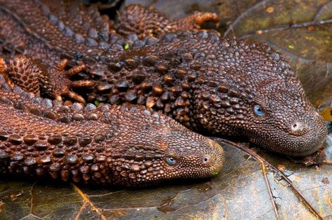 The Borneo Earless Monitor Lizard -  Lanthanotus borneensis  is endemic to the island of Borneo in South East Asia. They are typically… Earless Monitor, Lizard Species, Cobra Tattoo, Mini Dragon, Monitor Lizard, Cute Reptiles, Interesting Animals, Pretty Animals, Komodo