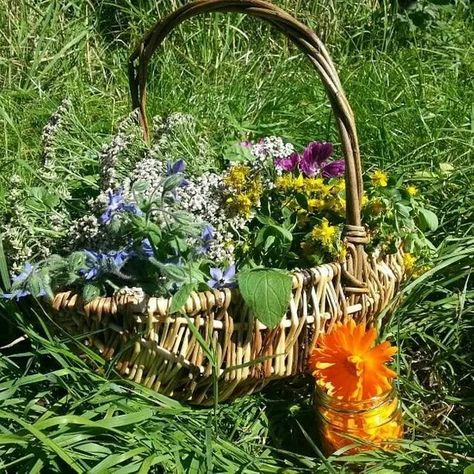 Ethnobotany (Foraging for food, herbal medicine & plant crafts) Foraging Aesthetic, Herbalism Aesthetic, Foraging Plants, Adventure Core, Conservation Art, Kids Workshop, Plant Crafts, Green Woodworking, Eco Lodge