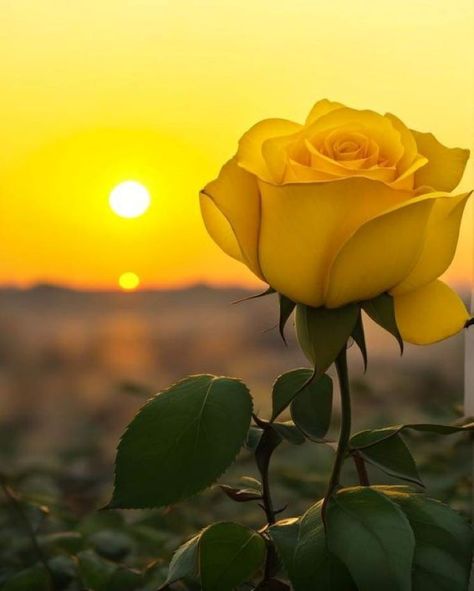 New Nature Wallpaper, Yellow Aesthetic Pastel, Roses Art, Nature Photography Flowers, Rose Flower Pictures, Beautiful Flowers Photography, Best Photo Background, Beautiful Flowers Photos, Wallpaper Nature Flowers