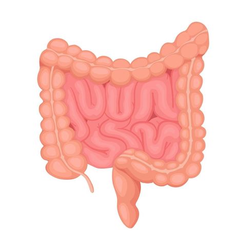 Intestines Illustration, Intestine Illustration, Large Intestine Anatomy, Intestines Anatomy, Anatomy Stickers, Study Stickers, Anatomy Flashcards, Medical Stickers, Digestive Organs