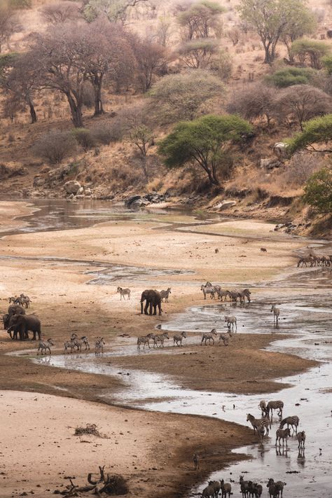 Lion Safari, Honey Badger, African Lion, Nature Wildlife, April 15, Safari Animals, Tanzania, Badger, Animals