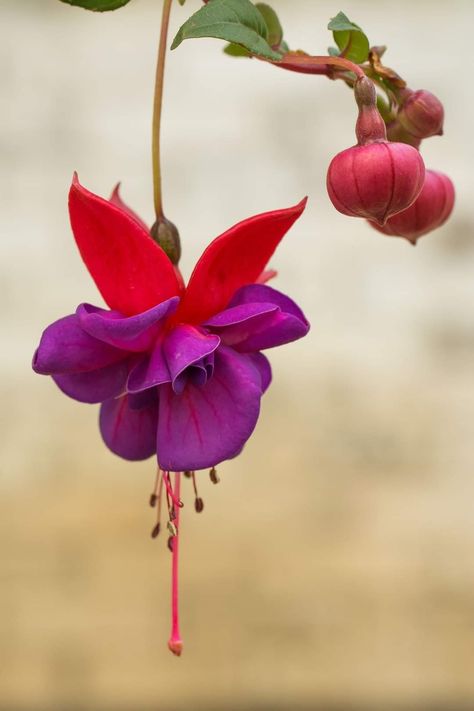 Fuchsia Dunks, Fuchsia Plant, Fairy Garden Flowers, Reference Photos For Artists, Fuchsia Flower, Fuchsia Flowers, Orchid Arrangements, Unusual Flowers, Language Of Flowers