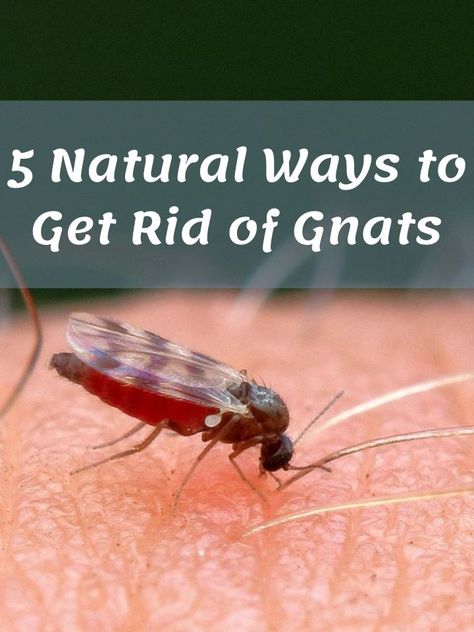 Fungus gnat infestation remains one common occurrence for many conscious homeowners. The dark-bodied buggers to have transparent/clear wings badly affect the bathroom. Using random harsh chemicals or pro pest control shouldn’t make the list right away. You better consider indoor remedies to get rid of gnats in the bathroom. The enthusiastic at-home implementation should accompany you in reducing the problematic #Gnat Gnat Bites, How To Get Rid Of Gnats, Pest Control, Interior Decoration, The Bathroom, Home Remedies, Chemicals, Flowers, Nature