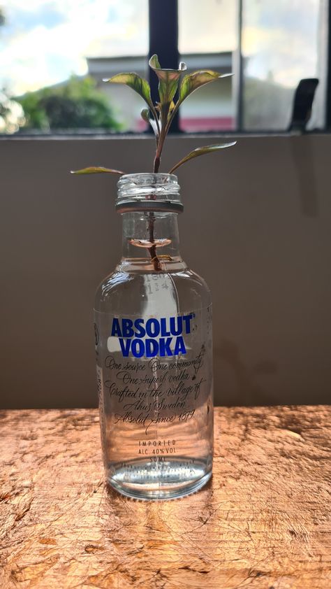 Absolute Vodka Bottle, Photography Plants, Bottle Craft, Plant Projects, Plant Photography, Plant Pot, Vodka Bottle, Vodka, Plants