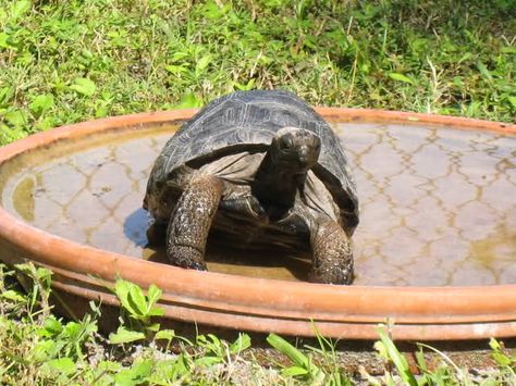 Even though tortoises are able to go without a drink of water for a long time, they still like to drink water, and soak in it too! Aldabra Tortoise Enclosure, Tortoise Water Bowl, Tortoise Watering Hole, Sulcata Habitat, Tortoise Garden, Eastern Box Turtle, Tortoise Table, Tortoise House, Tortoise Enclosure