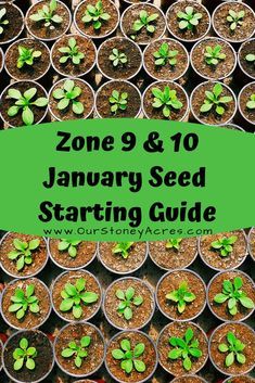 This post is focused on what you can plant in January for those of you who are living in Zones 9 & 10. #gardening #vegetablegardening #seedstarting Fashionista Bedroom, Zone 9 Gardening, Indoor Gardening Supplies, Bedroom Fashion, Sport Bedroom, Florida Gardening, Plant Zones, Gardening Zones, Zone 9