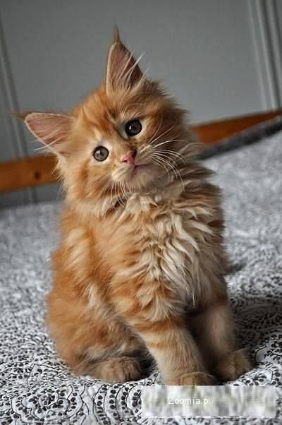 Cute maine coon kitten More Ginger Baby, Chat Kawaii, Image Chat, Orange Baby, Pretty Kitty, Orange Cats, Kittens And Puppies, Orange Tabby, Cute Cats And Kittens