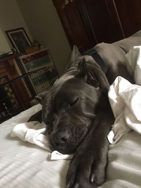 Black Pitbull Aesthetic, Big Dog Aesthetic, Cane Corso Aesthetic, Black Pitbull Puppies, Black Pitbull, Brown Dogs, Black Dogs, Dane Puppies, Hidden Truths