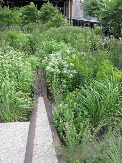 Mountain Mint (Pycnanthemum muticum) The Well-behaved Native Herb | PITH + VIGOR by Rochelle Greayer Mountain Mint, Virginia Mountains, Piet Oudolf, Asclepias Tuberosa, Mint Plants, Meadow Garden, Dream Yard, Pollinator Garden, Native Garden