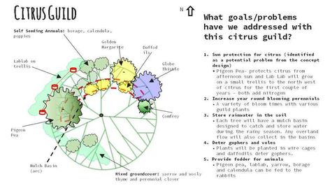 goal & problems addressed with citris guild Mittleider Gardening, Tree Guild, Windbreak Trees, Small Trellis, Permaculture Principles, Citrus Plant, Attracting Beneficial Insects, Permaculture Gardening, Citrus Trees