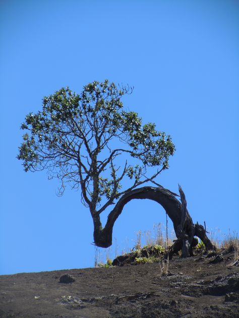 Weird Trees, Twisted Tree, Lone Tree, Old Trees, Tree Trunks, Unique Trees, Tree Photography, Photo Nature, Tree Hugger