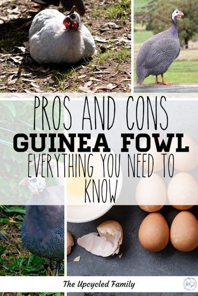 Guinea Hens Raising, Guinea Hens Coop Ideas, Guinea Fowl Coop Ideas, Hobbie Farm, Farmhouse Coop, Guinea Hens, Chicken Facts, Chicken Yard, Homestead Animals