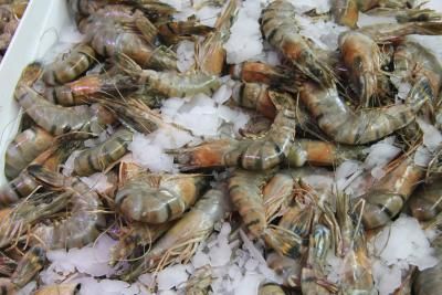 Freshwater Shrimp, Shrimp Farming, Aquaponics Greenhouse, Gardening Equipment, Aquaponics Fish, Aquaponics Diy, Aquaponic Gardening, Aquaponics System, Fish Farming