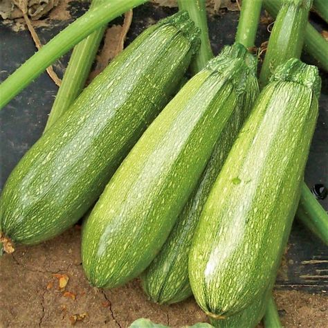 PRICES MAY VARY. Fast Growing and High Producing Always Non GMO and Carefully Sourced Start Your Journey Towards a Healthy, Plant-Based Living A Beautiful Addition to Your Home or Garden! Message Us For Anything, We Are More Than Happy To Help You Grey Zucchini is a beautiful pale mint green summer squash with grey speckles! Similar to its cousin, the darker green Black Beauty zucchini, it has smooth, shiny skin and crisp tender flesh, but Grey Zucchini can vary in shades of gray-green, has a st Mexican Squash, Green Zucchini, Cabbage Seeds, Pale Mint Green, Hot Pepper Seeds, Squash Seeds, Zucchini Squash, Summer Harvest, Zucchini Bread Recipes