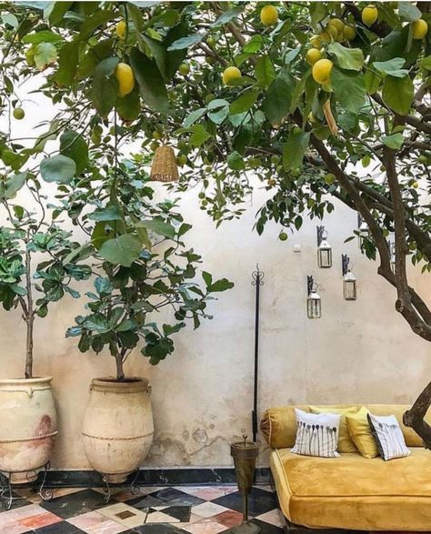 Lemon Tree Courtyard, El Fenn, Funny Vine, Lemon Trees, Patio Interior, House Architecture, Lemon Tree, Cactus Garden, Garden Care