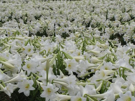 Easter Lilies Lily Field Aesthetic, Field Of Lilies, White Lillies Aesthetic, White Lillie’s, Header Flower, White Lily Flower Aesthetic, Lily Field, Easter Rolls, White Lily Photography