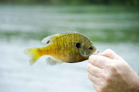 Bluegill Recipe, Bluegill Fish, Clean Gut, Perch Fishing, Cleaning Fish, Tuna Fish, Plant Nutrients, How To Cook Fish, Crappie Fishing