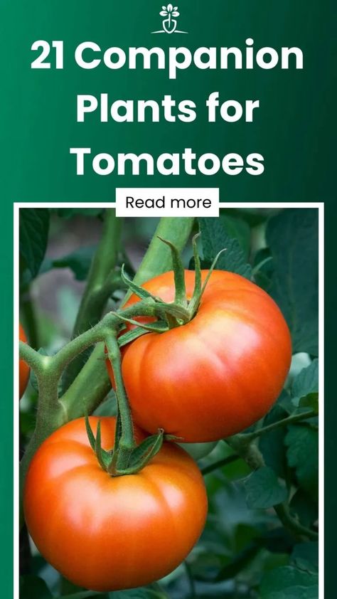 21 Companion Plants for Tomatoes (Tomato Companion Planting) Onions And Tomatoes, Companion Plants For Tomatoes, Planting Green Onions, Potato Companion Plants, Pepper Companion Plants, Tomato Companion Plants, Red Russian, Plants For Raised Beds, Planting Onions