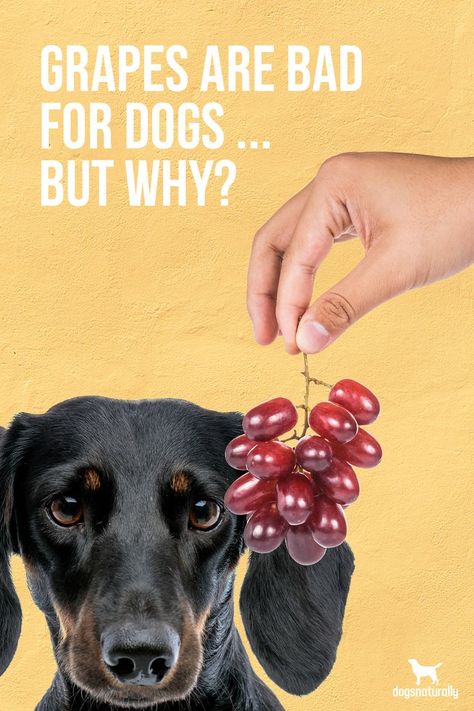 We know grapes are bad for dogs... But what about other grape products? Grapeseed oil and grape seed extract can provide your dog with some interesting health benefits... Click here to read more. #dognutrition #dogfood #dogwellness #doghealth #healthydogfood Grapeseed Oil Benefits, Mayo Salad, Sweet Custard, Tomato Cucumber Salad, Dog Wellness, Cream Salad, Raw Dog Food, Salad With Chicken, Grape Salad