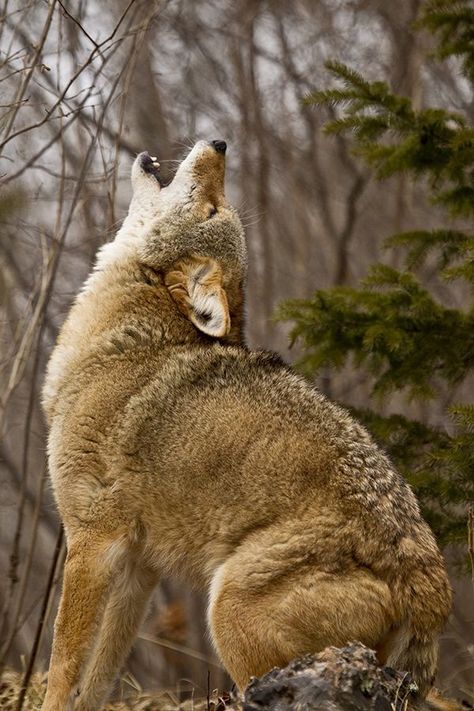 Coyote Watercolor, Coyote Howling, Howling Coyote, Guide Dog, Sea Creature, Wild Dogs, Wolf Howling, Animal Planet, Animal Photo