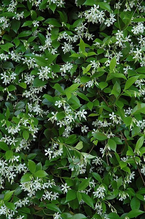 Trachelospermum Jasminoides, Spiral Garden, Jasmine Plant, Landscape Structure, Star Jasmine, Climbing Vines, Outdoor Landscaping, Types Of Soil, Container Plants