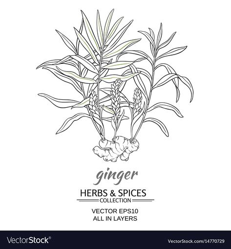 Ginger Plant, Plant Vector, Plant Drawing, Ginger Ale, All About Plants, Rye, Botanical Illustration, Macrame Plant, Tattoo Idea