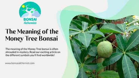 The meaning of the Money Tree bonsai is often shrouded in mystery. Read our exciting article on the different symbols you'll find worldwide! Money Tree Meaning, Money Tree Plant Meaning, Chinese Money Tree, Plant Meanings, Money Tree Bonsai, Tree Meanings, Money Tree Plant, Chi Energy, Different Symbols