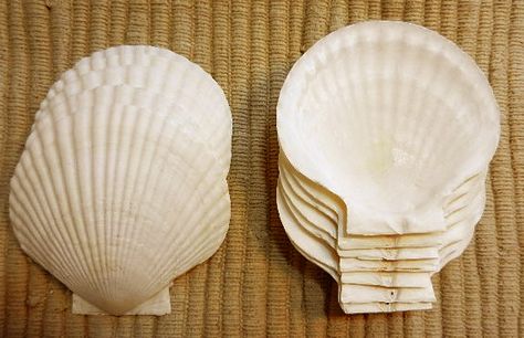 seashells to serve hors d'oeuvres or 1st course in... these ones are okay for baking/serving/food safe! Senior Banquet, Sea Scallops, Scallop Shells, Serving Food, Food Decoration, What To Cook, Food Safe, Wedding Decor, Sea Shells