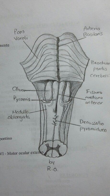 Medulla Oblongata Anatomy, Pons Anatomy, Medulla Oblongata, Human Anatomy And Physiology, Anatomy And Physiology, Human Anatomy, Art Sketches, Anatomy, Medicine