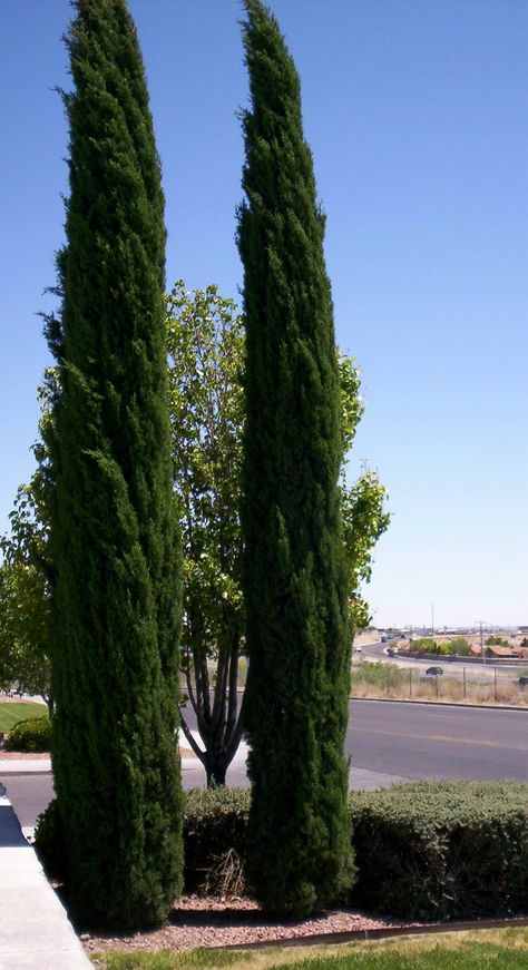 Italian Cyprus Evergreen Climbing Plants, Watering Trees, Italian Cypress Trees, Xeriscape Landscaping, Palm Trees Landscaping, Cupressus Sempervirens, Italian Cypress, Wall Trellis, Evergreen Vines