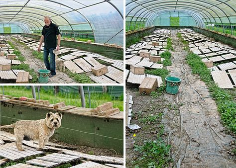 Inside the snail farm Snail Farming, Green Houses, Farm Ideas, Belgium Travel, Sustainable Food, Survival Prepping, Green House, Off Grid Living, Permaculture