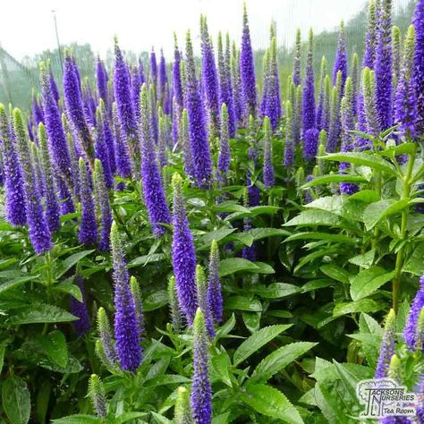 Buy Veronica spicata 'Royal Candles' online from Jacksons Nurseries Veronica Royal Candles, Royal Candle, Veronica Spicata, Royal Candles, Candle Plant, Flower Spike, New Garden, Front Garden, Blue Flower