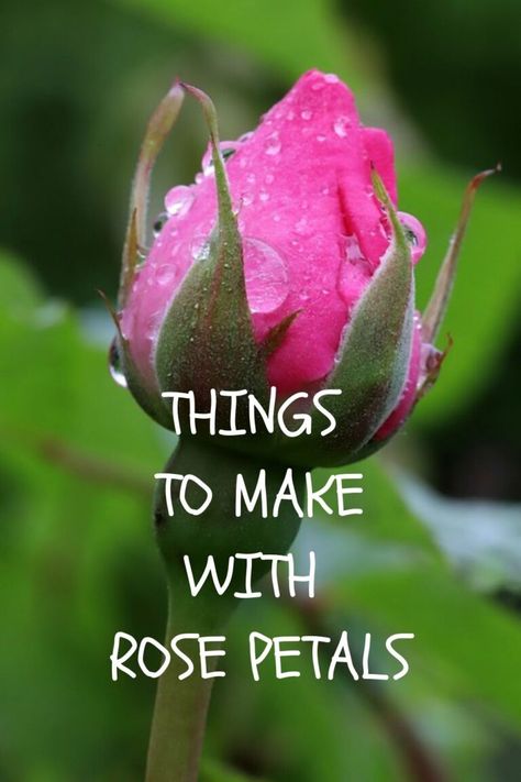 Learn the best uses of rose petals, their medicinal benefits, DIY skincare formulas and recipes. Can you actually eat roses? Rose Petal Recipes, Perfect Skin Tone, Rose Cookies, Rose Recipes, Rose Milk, Herbal Recipes, Quotes Beautiful, Diy Roses, Herbs Indoors