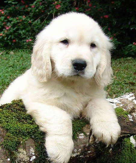 English cream golden retriever puppies tend to darken in color as they grow. English Golden Retrievers, Puppy Facts, English Cream, Dog Facts, Golden Retriever Puppy, Retriever Puppy, Sweet Dogs, Dogs Golden Retriever, Pet Puppy