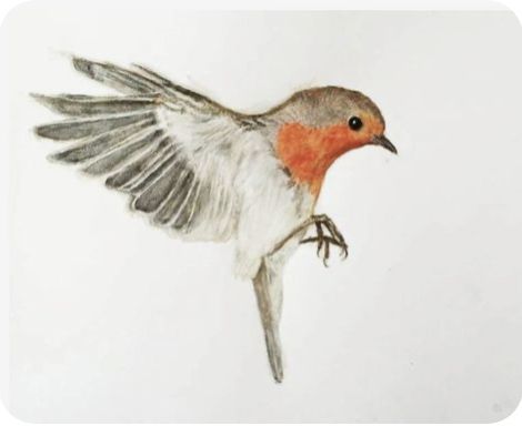 Robin Bird Tattoos, Robin Drawing, Red Robin Bird, Robin Tattoo, Robin Red Breast, Robin Art, Flying Tattoo, European Robin, Bird Watercolor Paintings