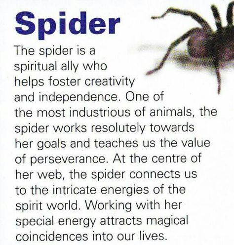 spider spirit... My mom told me how I was seeing many spiders that she did not see when I was 2 Animal Totem Spirit Guides, Spirit Animal Meaning, Animal Meanings, Spirit Animal Totem, Animal Spirit Guide, Spiritual Animal, Spiritual Guide, Animal Spirit Guides, Animal Medicine