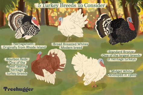 Kids Turkey Crafts, Narragansett Turkey, Turkey Breeds, Pet Turkey, Raising Turkeys, Turkey Farm, Turkey Crafts, Tattoo Quotes For Women, Tree Hugger