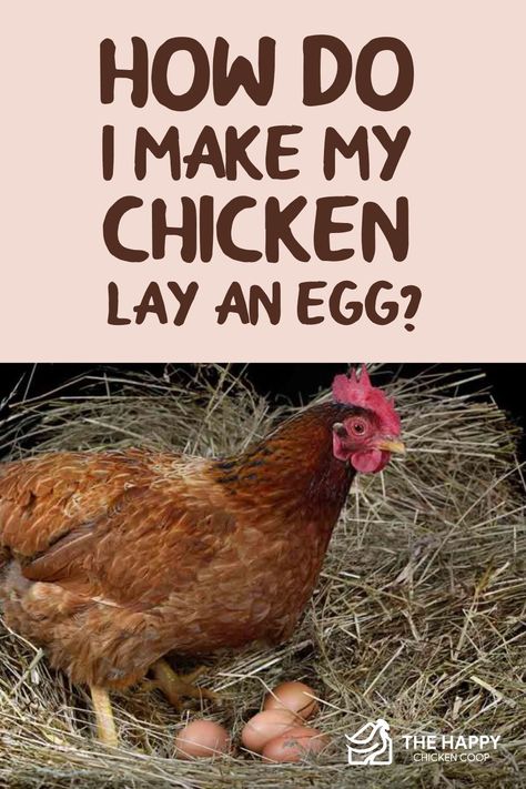 What To Feed Chickens, Egg Facts, Chicken Tunnels, Chicken Facts, Training Chickens, Chicken Shed, Collecting Eggs, Egg Laying Chickens, Backyard Chicken Farming