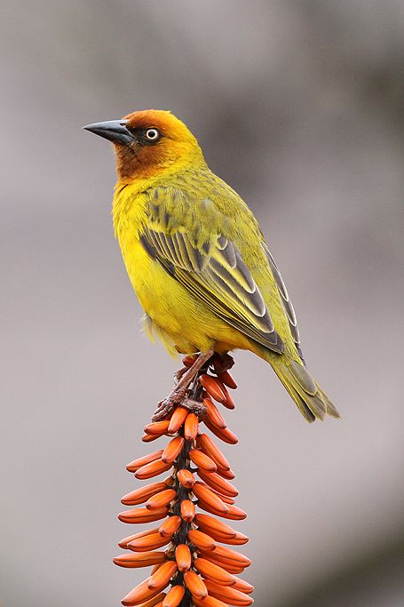 South African Birds Gardens, Weaver Bird, South African Birds, African Birds, Robben Island, Birds Watercolor, Yellow Birds, Common Birds, African Continent