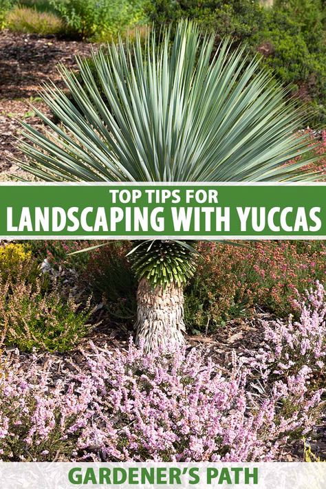 Flowering evergreens, yuccas feature fantastic, spiky structures and add bold flower spikes to arid landscapes. They thrive in hot, dry conditions and make a unique statement in containers, gravel gardens, mixed beds, and screens. Learn our top tips for landscaping with yuccas on Gardener's Path. #yucca #gardenerspath Yucca Plant Landscaping, Gravel Gardens, Pacific Northwest Garden, Drought Tolerant Perennials, Yucca Plant, Waterwise Garden, Indian Paintbrush, Gravel Garden, Water Wise