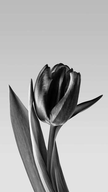 Learn How To Draw, Black Flower, To Draw, To Learn, Follow Me, Black And White, White, Black